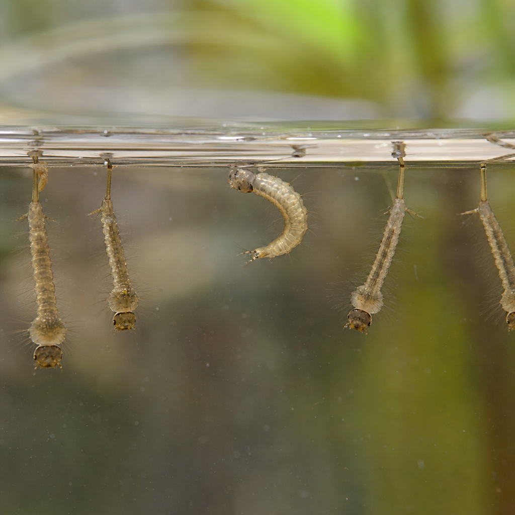 Mosquito larvae hanging near the water surface with breathing tubes